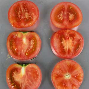 乾燥前のフリーズドライトマト